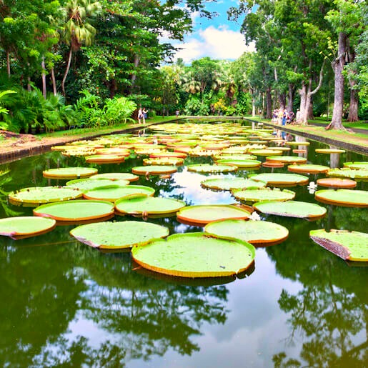 NATURALEZA Y CULTURA - NORTE: Jardín Botánico de Pamplemousses