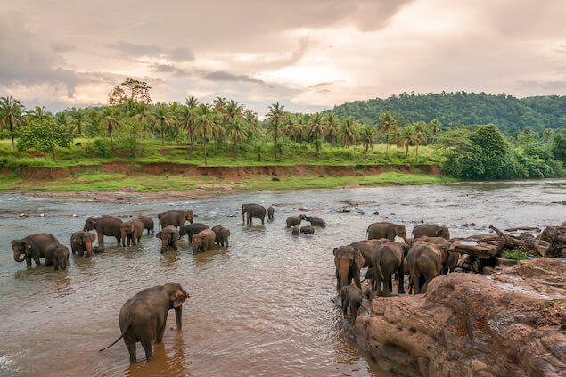 Lo esencial Sri Lanka