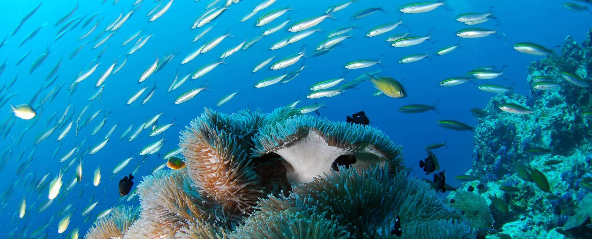 10. Descubrir las profundidades gracias al buceo - Portugal