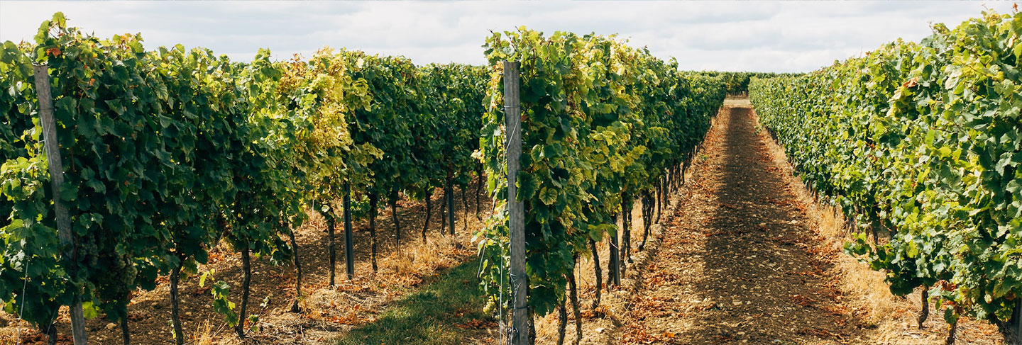 Los imprescindibles de la Isla de Ré - Isla de Ré