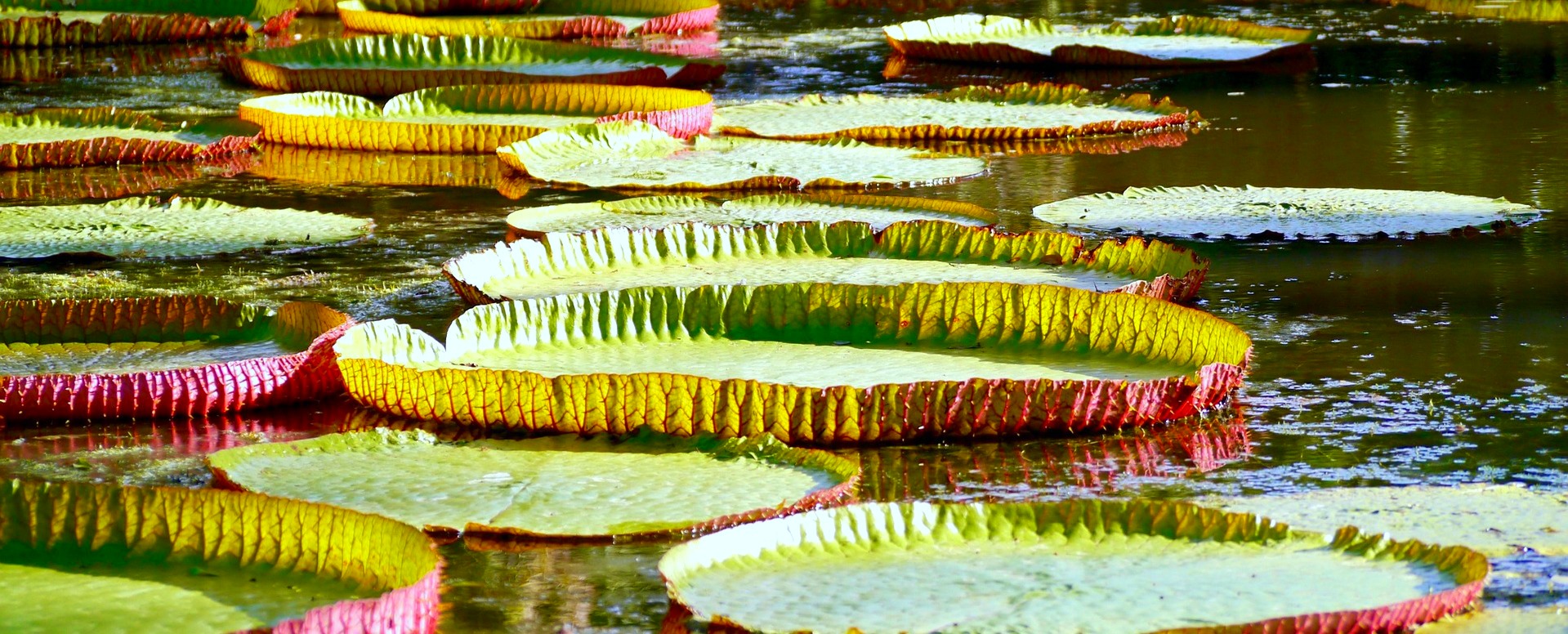10. Haga una parada en el jardín botánico de Pamplemousses - Isla Mauricio