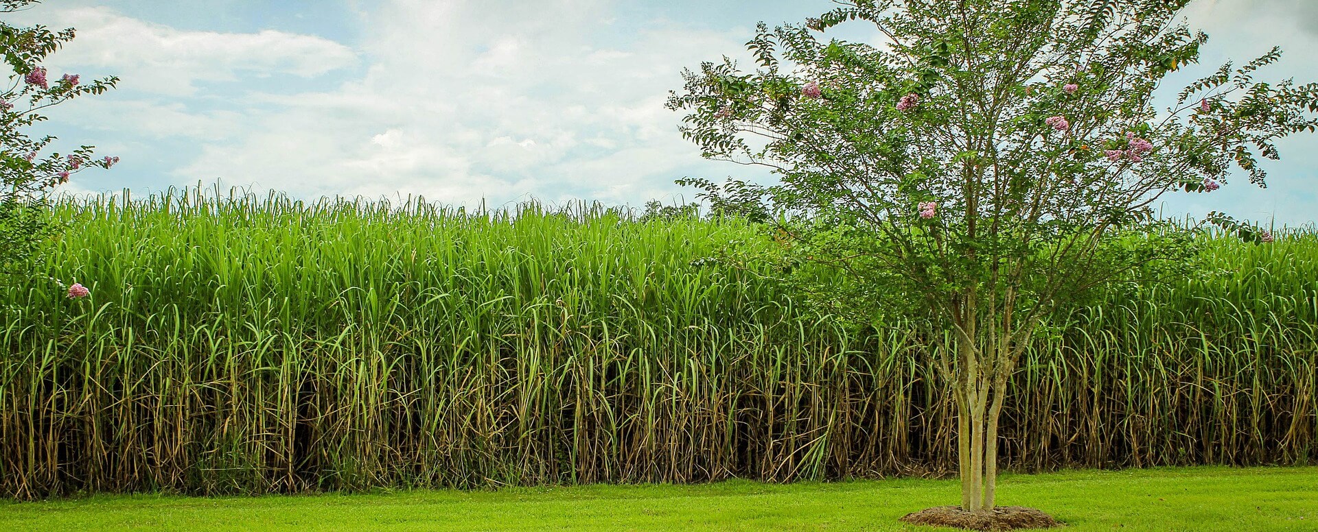 8. L'Aventure du Sucre - Isla Mauricio