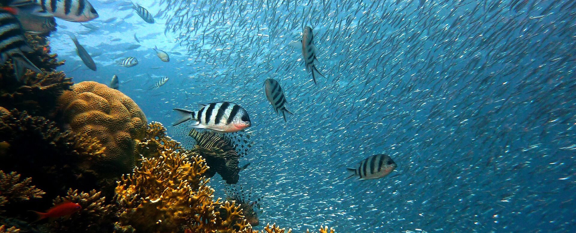 4. Blue Safari Submarine - Isla Mauricio