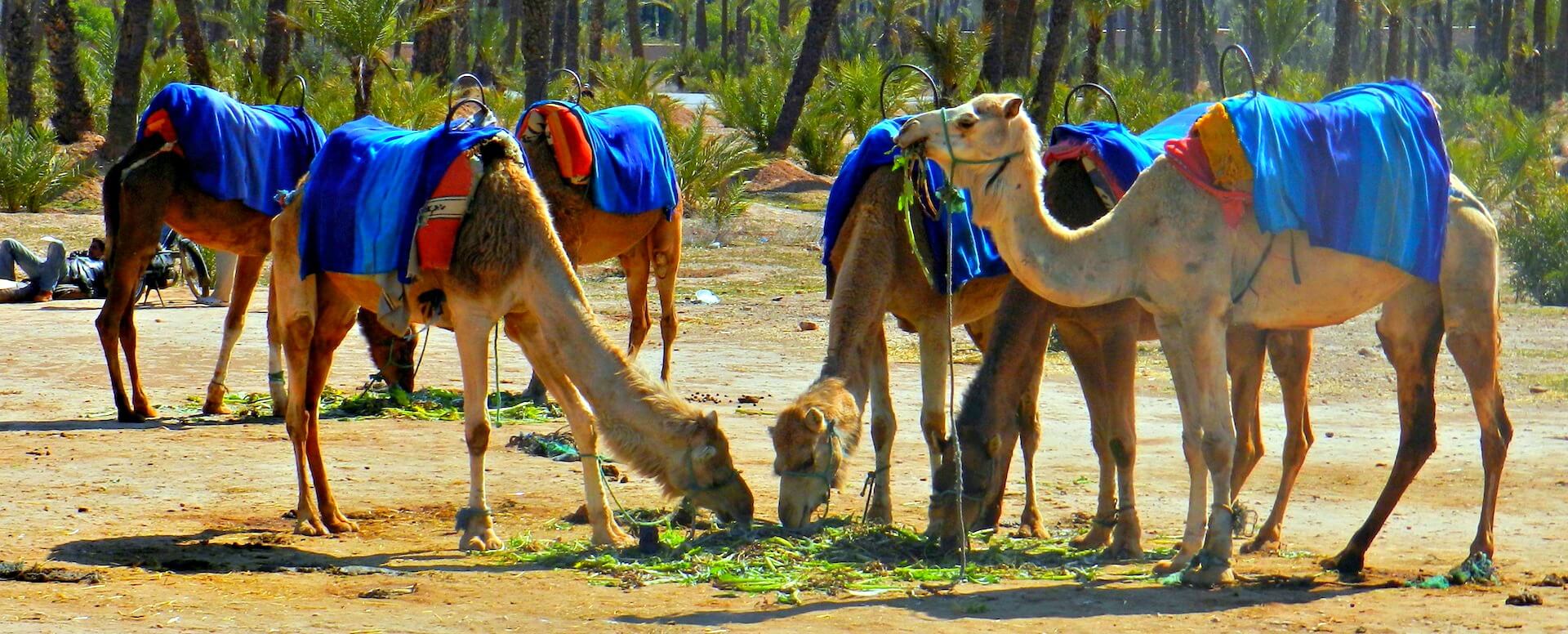 4. Acercarse a los camellos - Marrakech