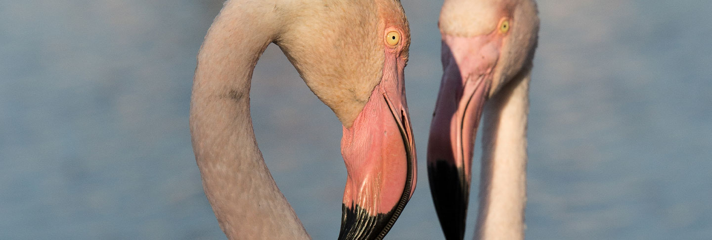 Lo esencial para disfrutar de Ibiza - Ibiza