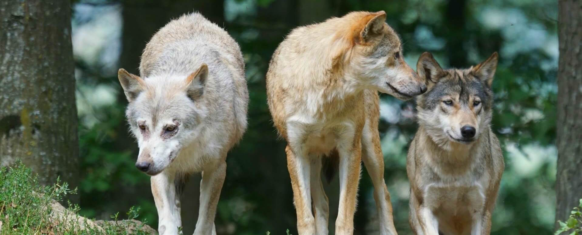 9. Ver lobos en el Centro recuperação do Lobo Iberico - Portugal