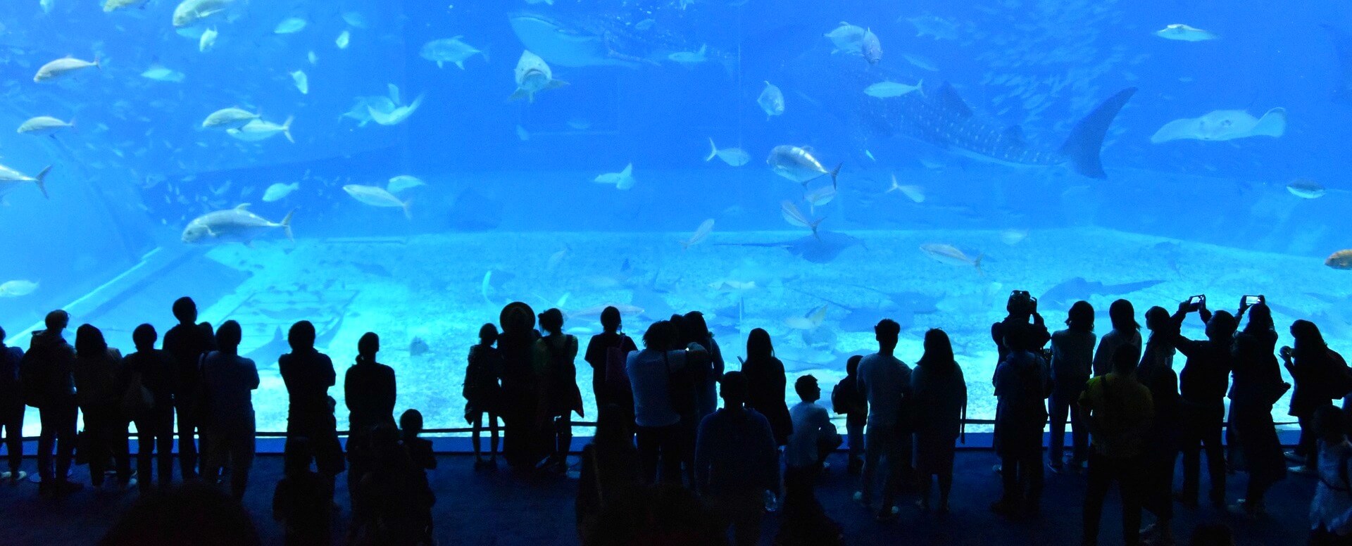 El Oceanario de Lisboa - Región de Lisboa