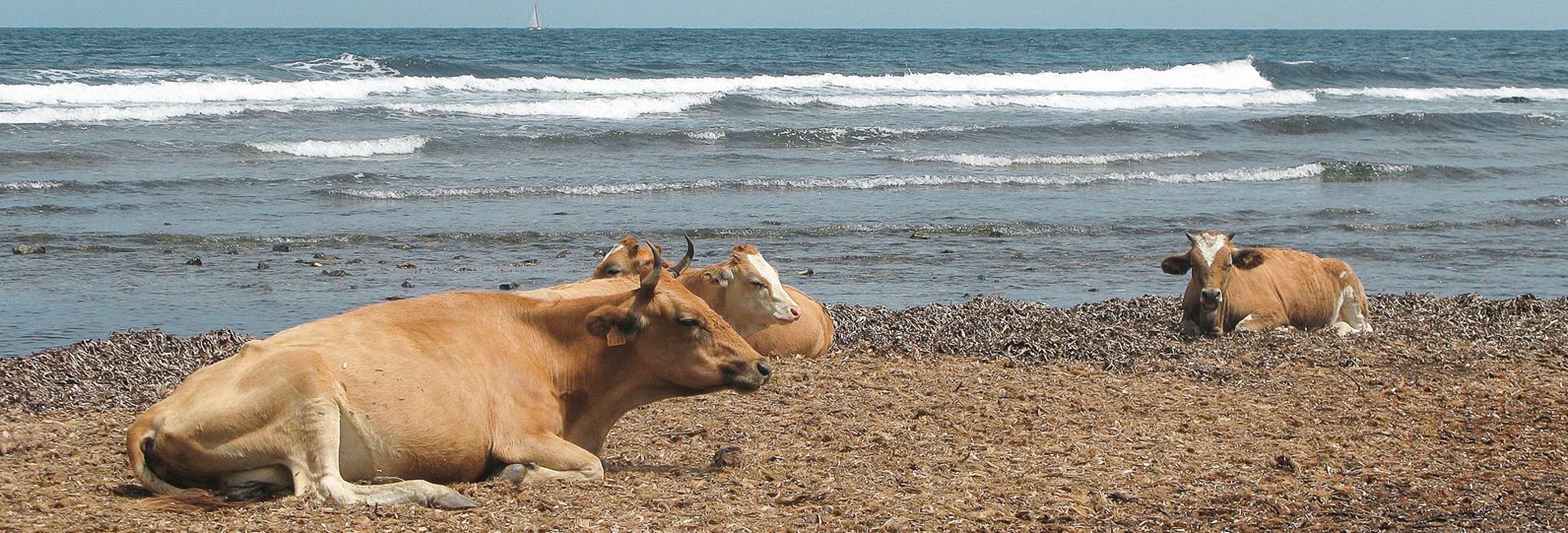 Las mejores playas de Córcega - Córcega