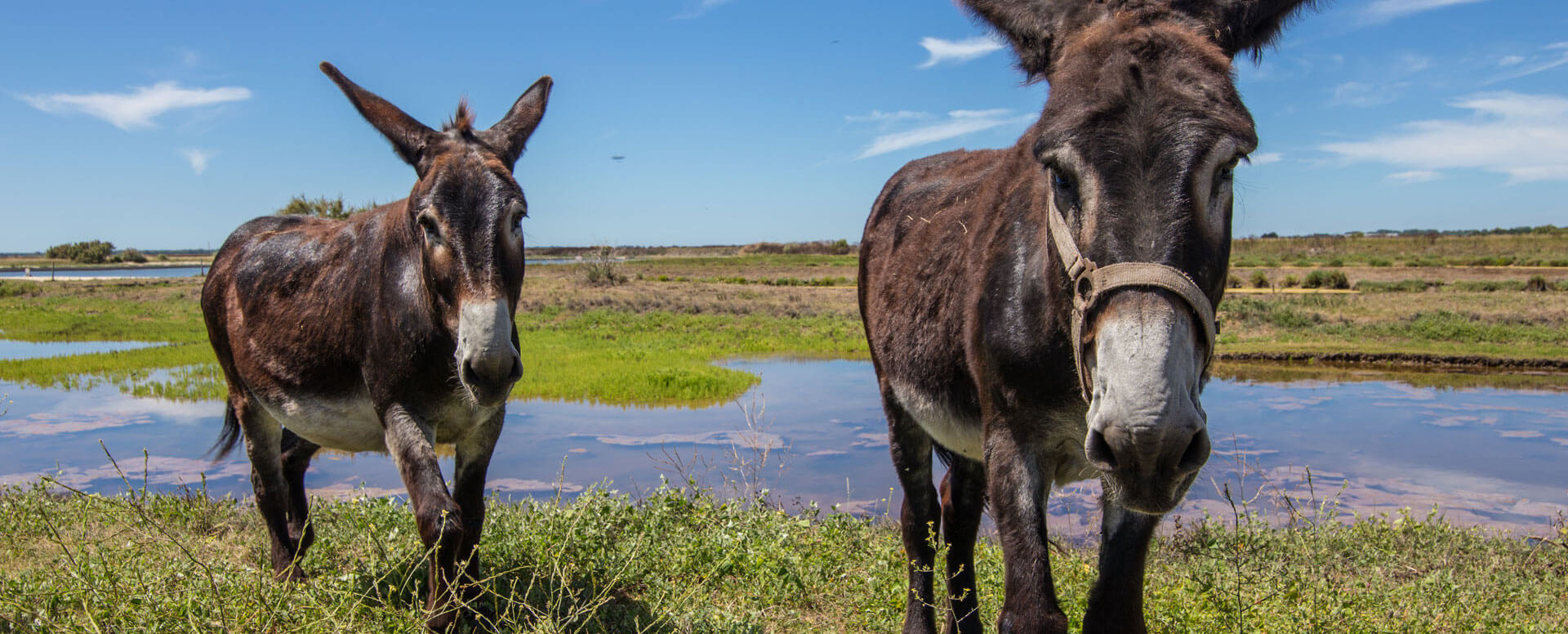 Asinerie du Baudet de Poitou - Isla de Ré