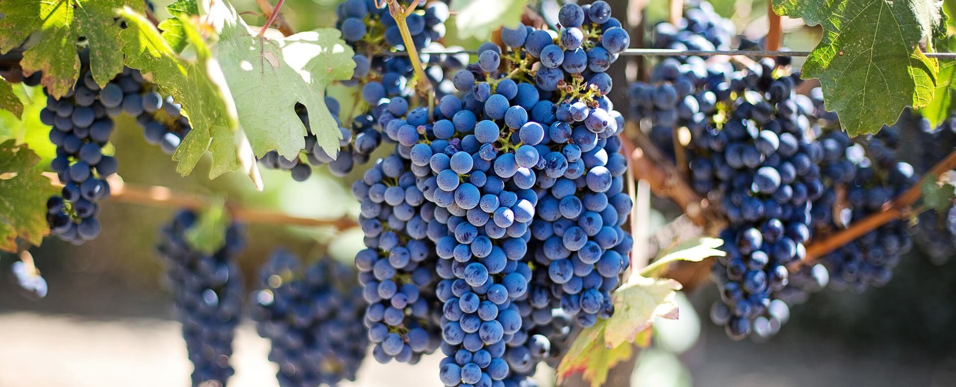 Los viñedos de la Isla de Ré - Isla de Ré