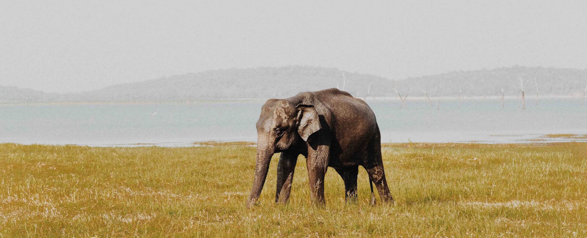 Parque nacional Udawalawe - Sri Lanka