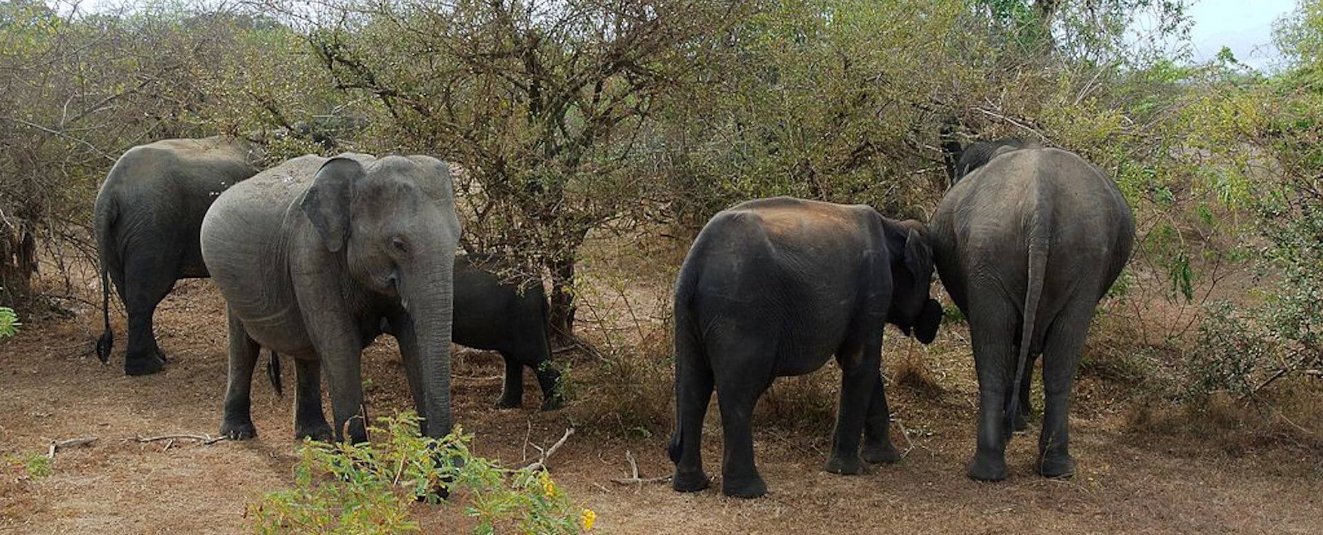 Parque nacional Udawalawe - Sri Lanka