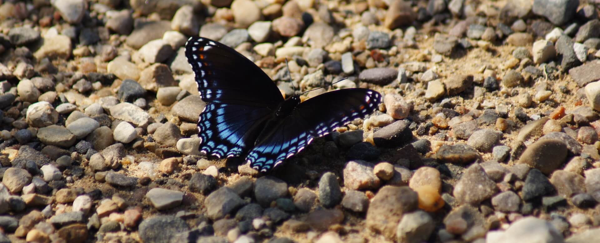 Butterfly Garden and Aquarium - Phuket