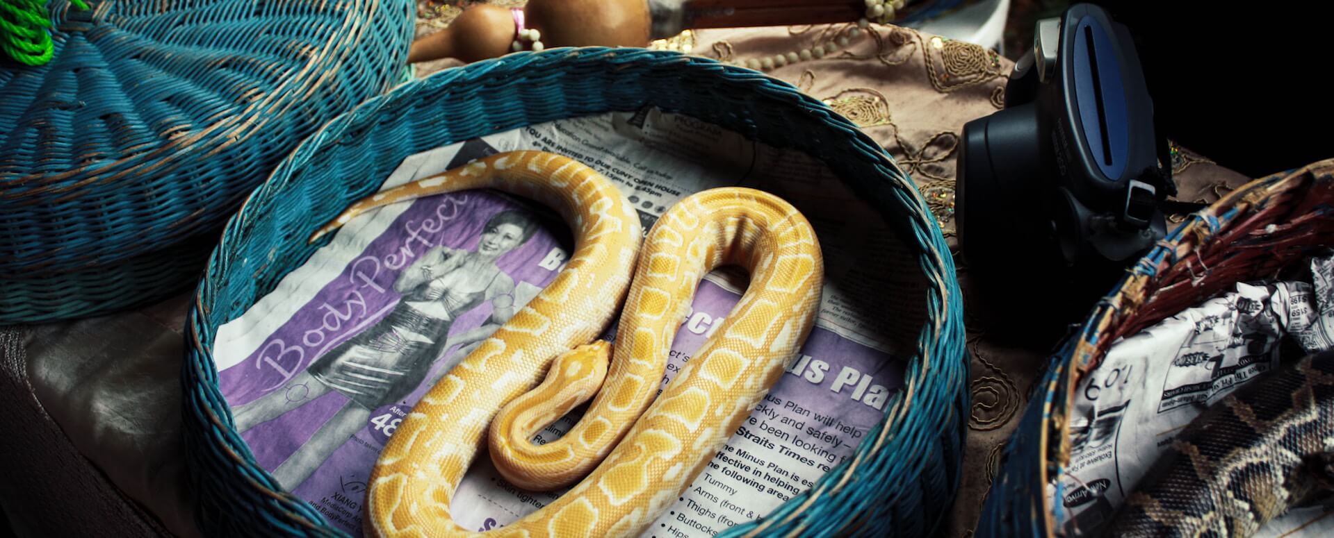 Espectáculo de serpientes - Phuket