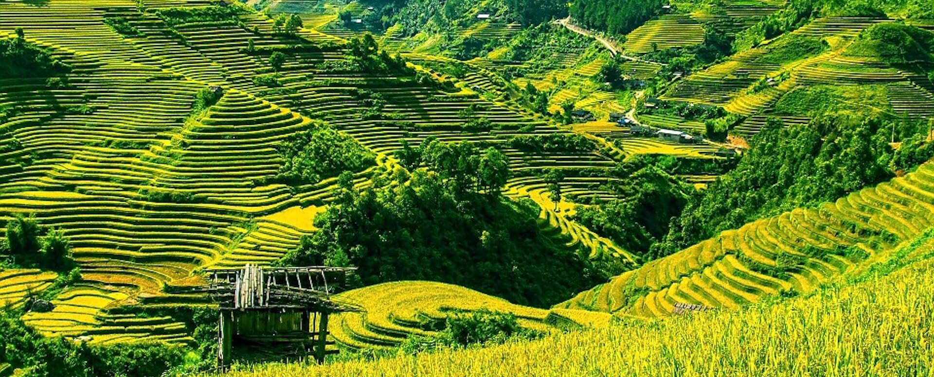 Paisajes de campos de arroz - Indonesia