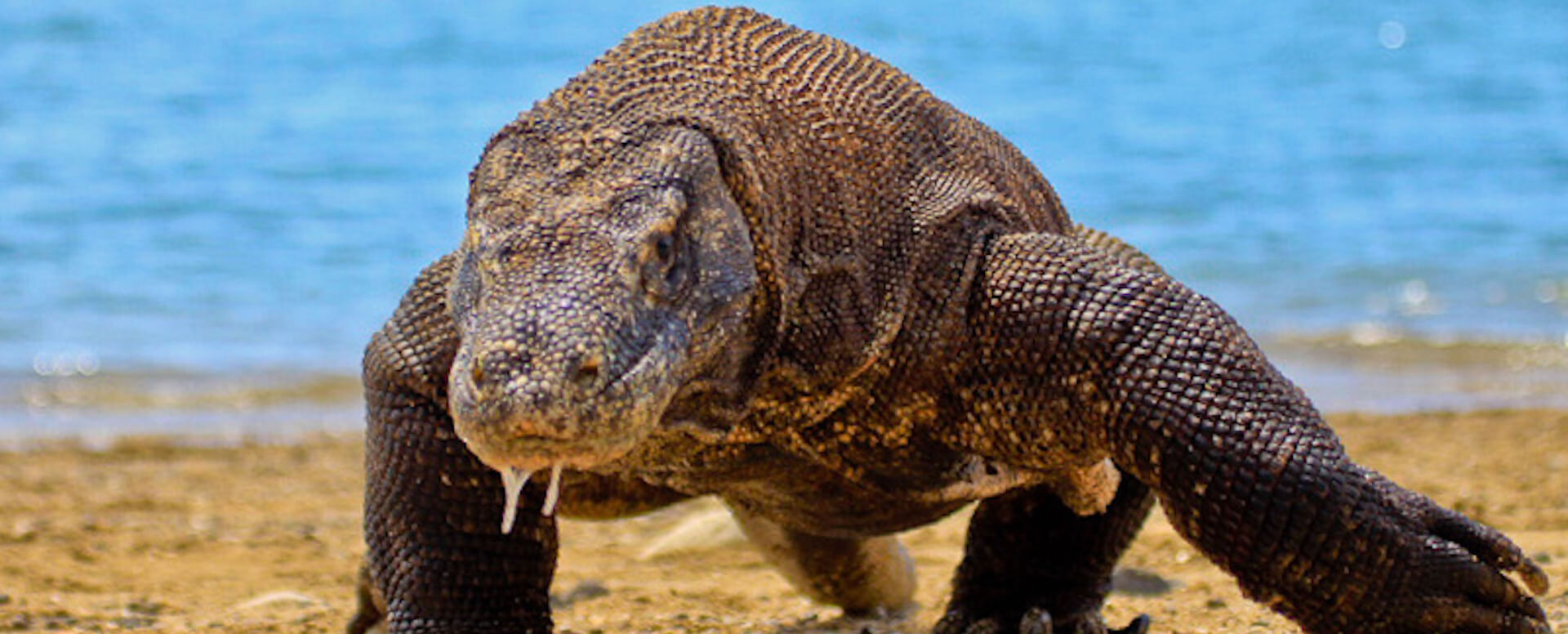 Recorrer los parques nacionales de animales (I) - Indonesia