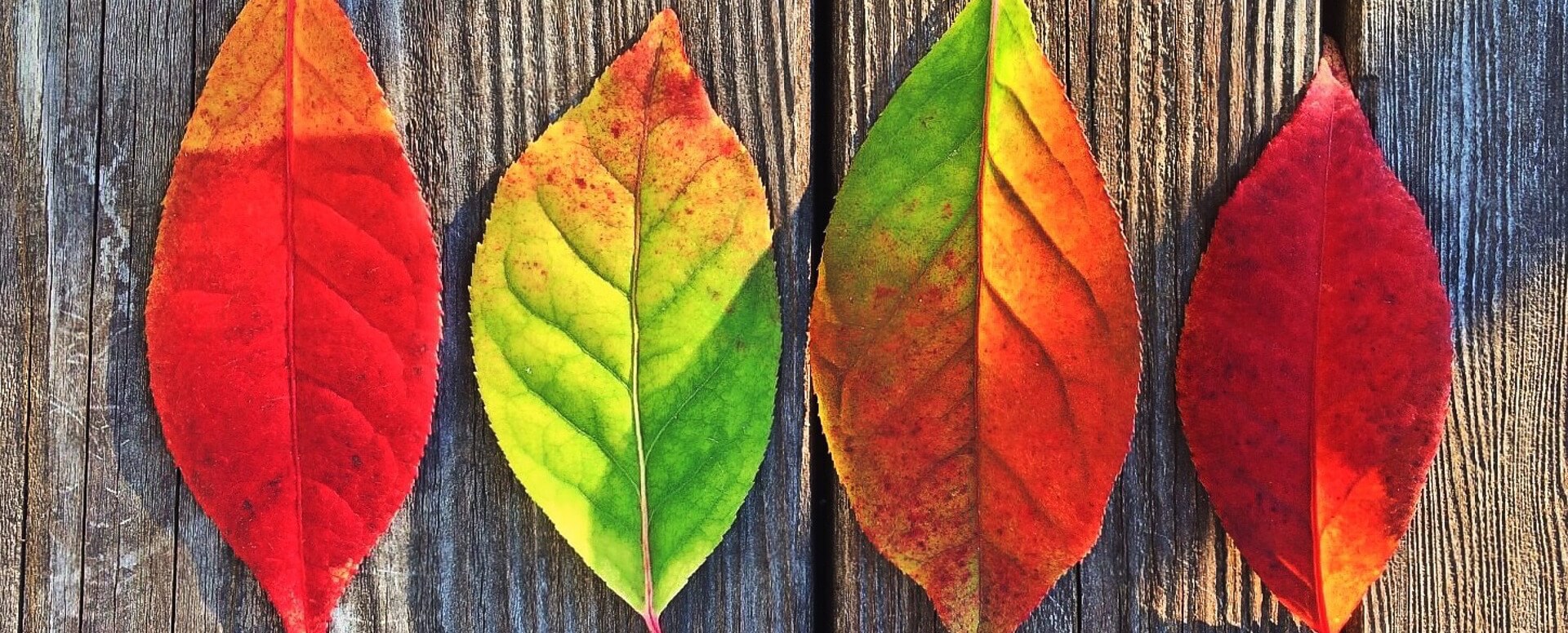 El otoño - Portugal