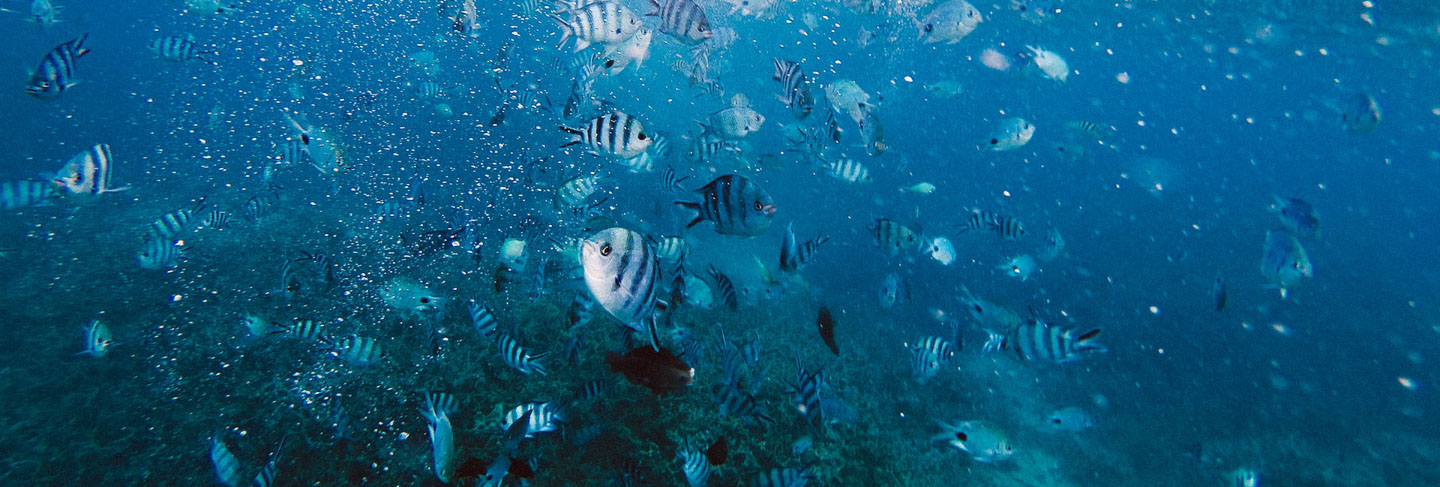 Regiones de Isla Mauricio - Isla Mauricio