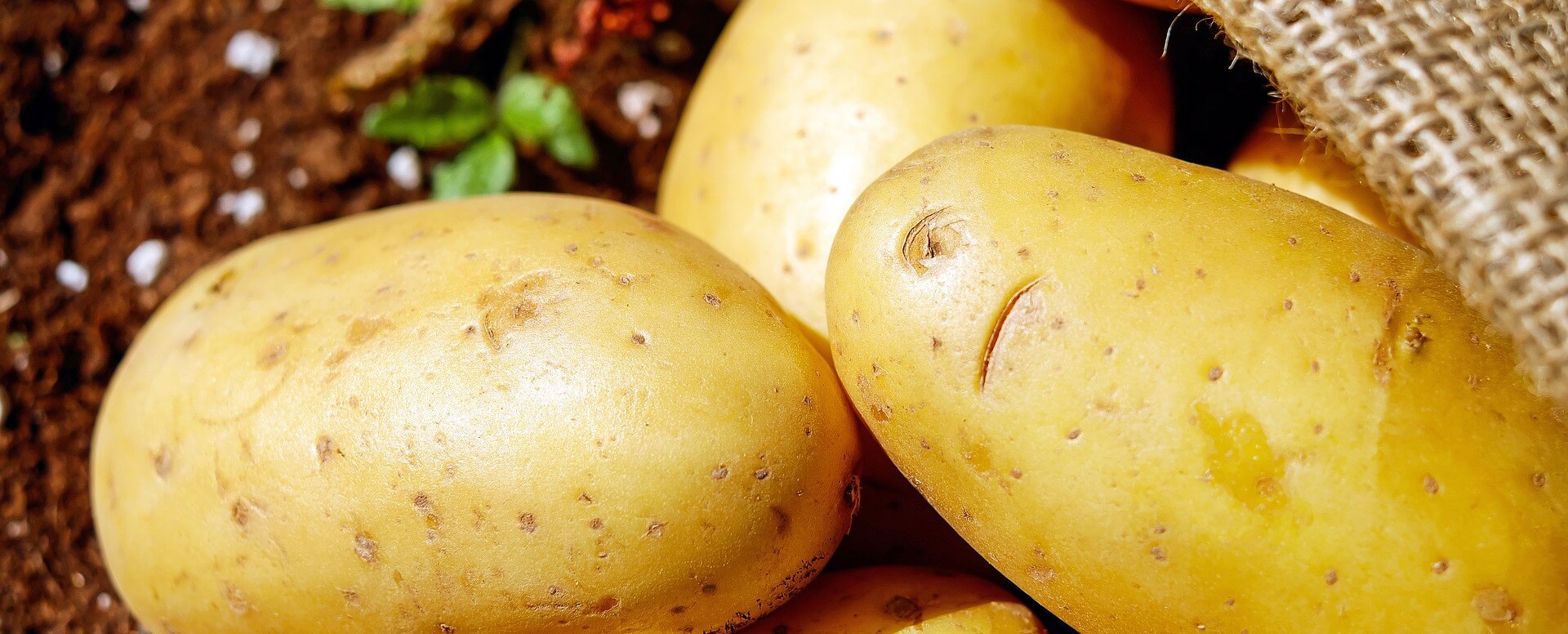 Patata autóctona - Isla de Ré