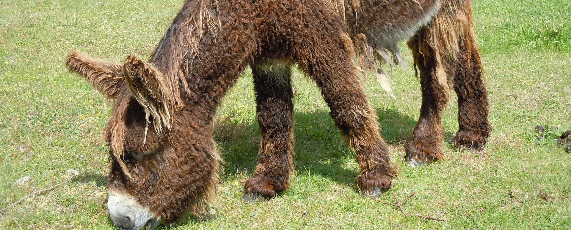 El burro: la mascota de la isla - Isla de Ré