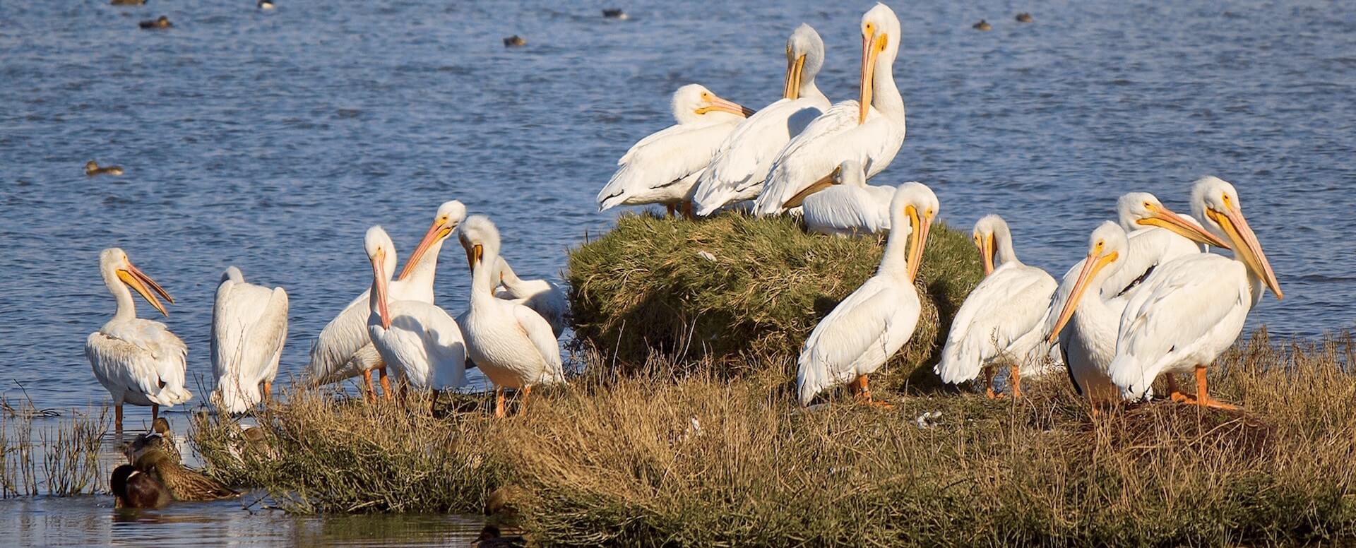 Maison du Fier: pura naturaleza - Isla de Ré