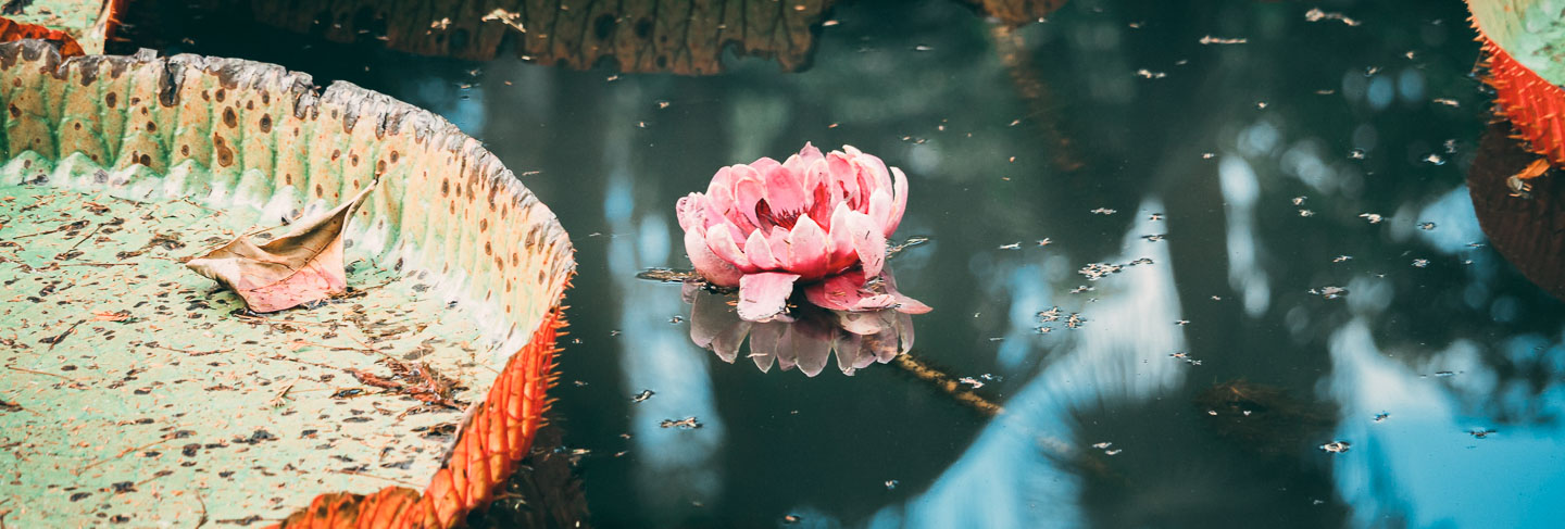 Los lugares imprescindibles de Isla Mauricio - Isla Mauricio