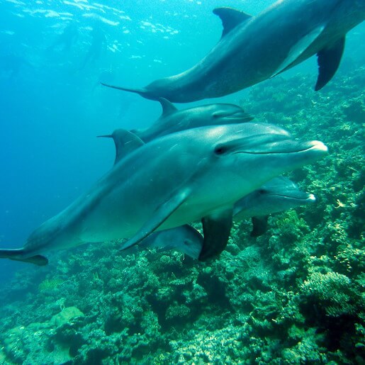 Disfrute de la experiencia única de nadar con los delfines