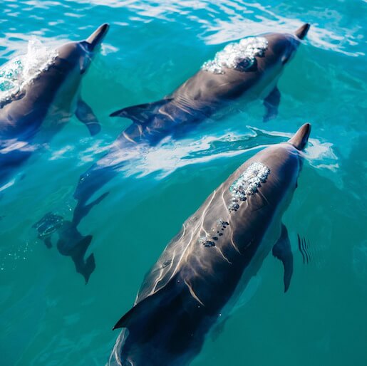 NADAR CON DELFINES - COSTA OESTE, LA GAULETTE