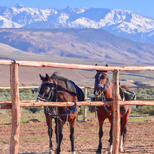 Paseo a caballo en Marrakech y alrededores